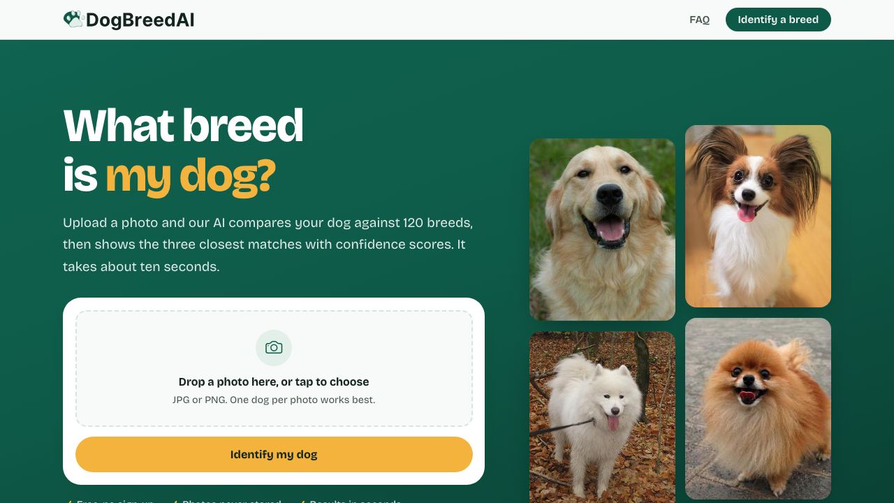 Dog Breeds 网站截图