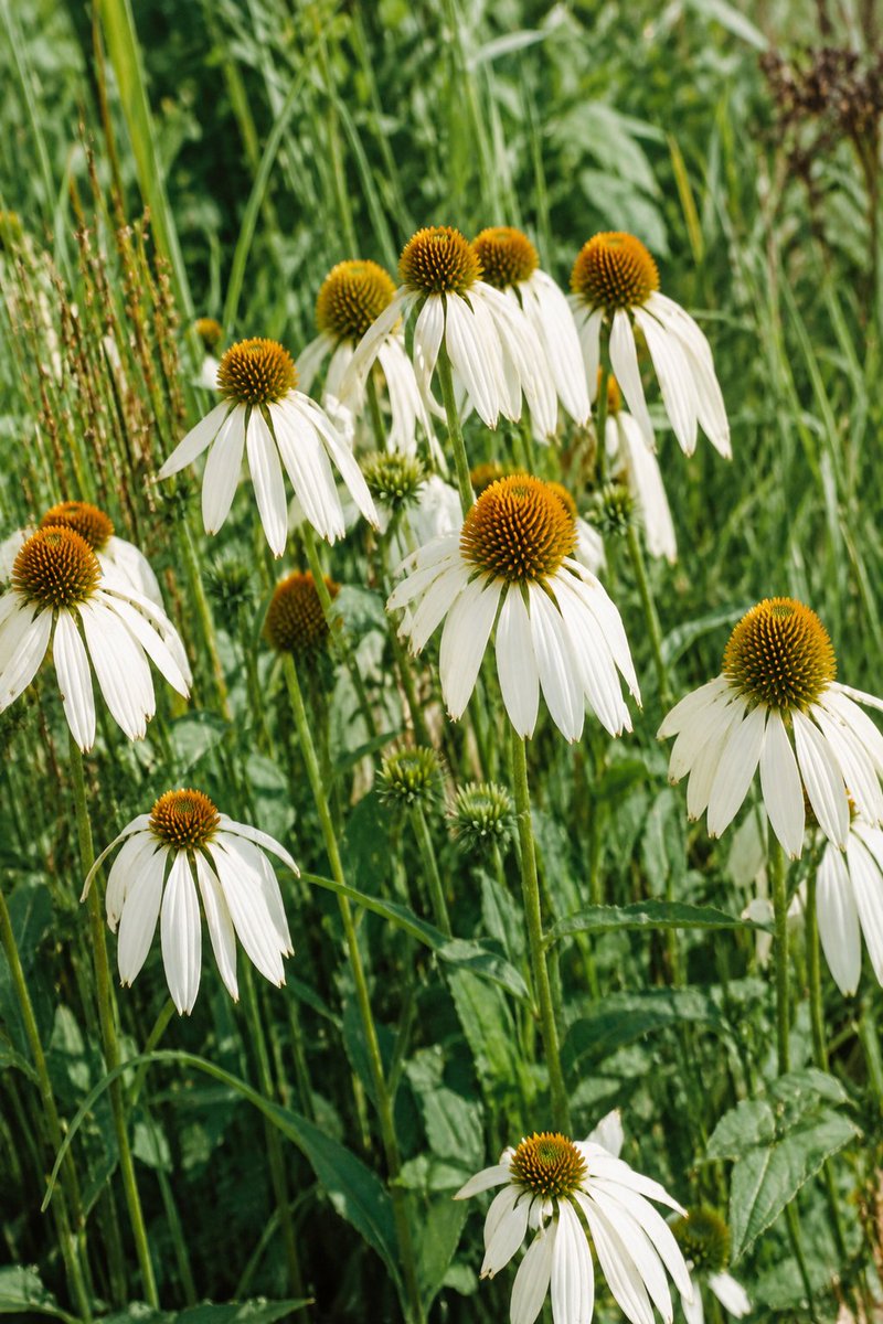 Unblur Motion-Blurred Flowers