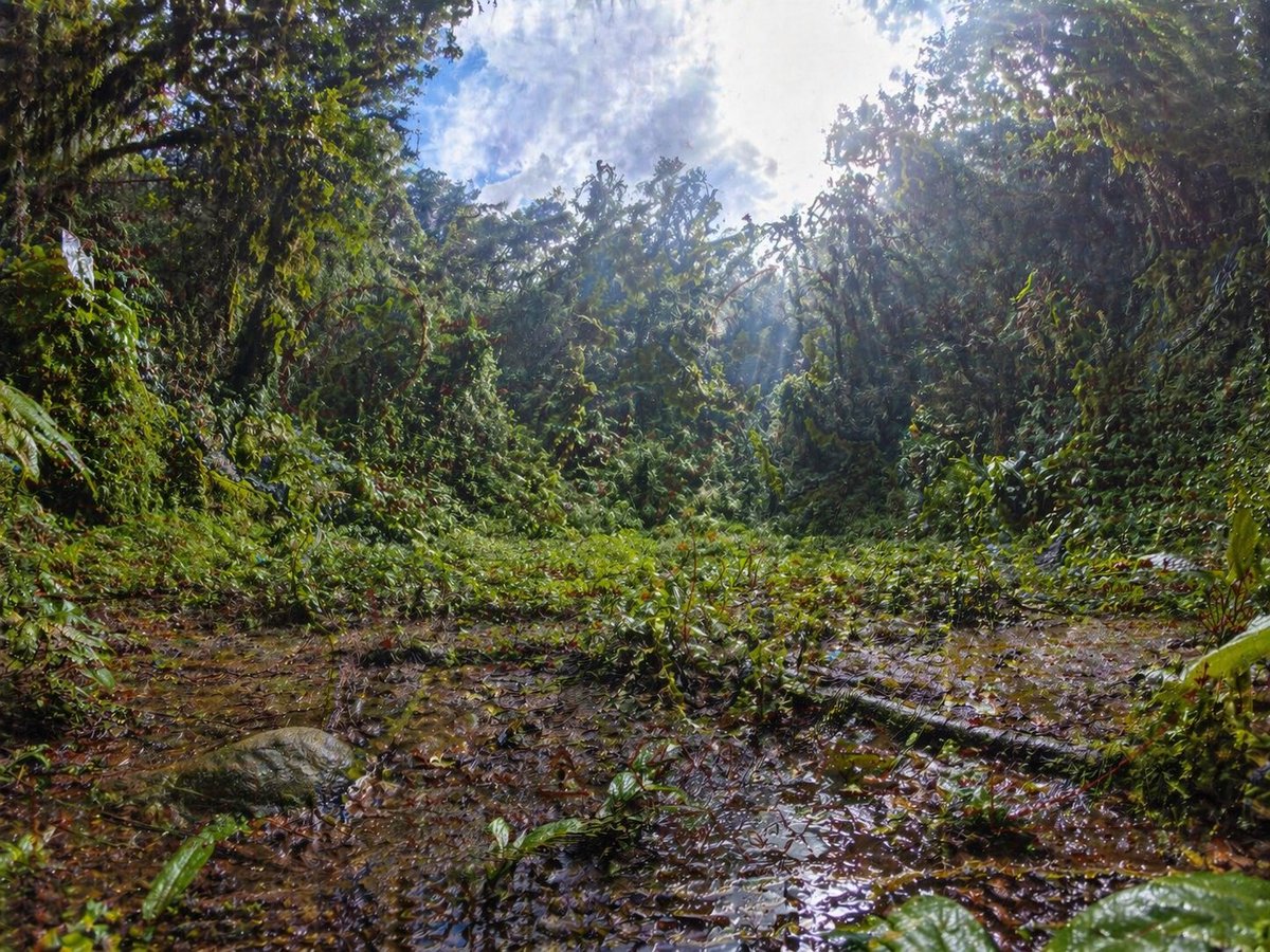 Rainforest Clearing with Speckle Artifacts